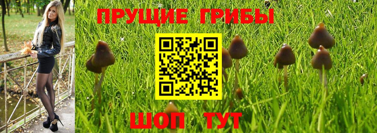 Псилоцибиновые грибы Psilocybe  купить закладку  Курчалой  Вход с VPN 